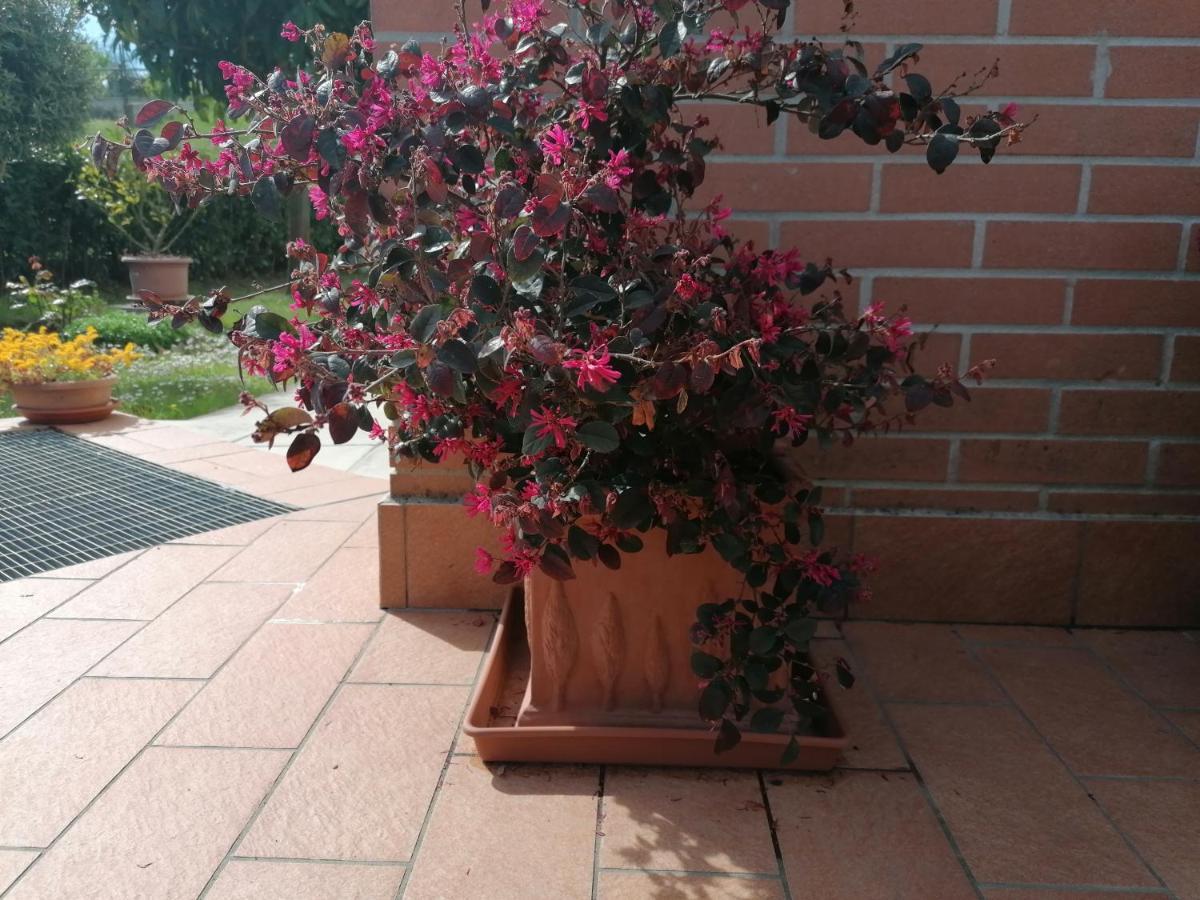 Goccia In Valdorcia Smart Home San Quirico d'Orcia Eksteriør billede